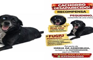 Família oferece recompensa para quem encontrar cachorro desaparecido há quinze dias no Bairro da Maternidade, em Patos