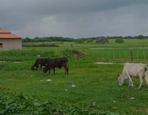 Veja o quanto choveu em 2026 nos municípios da região de Patos e o acumulado dos últimos sete anos