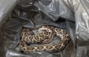 Bebê sofre picada de cascavel após confundir o animal com um brinquedo, em Currais Novos-RN