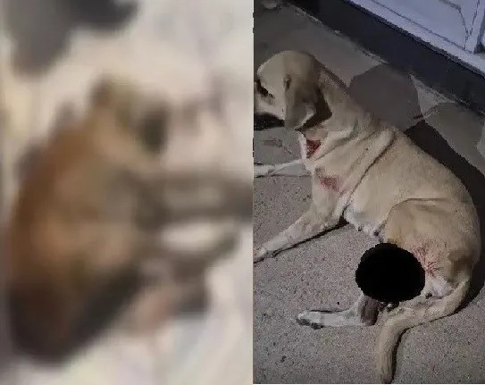 2b4a911ff11494f4ae42b0334b1d128c