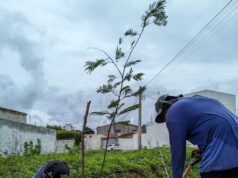 Prefeitura de Patos amplia arborização com plantio de árvores em diferentes pontos da cidade