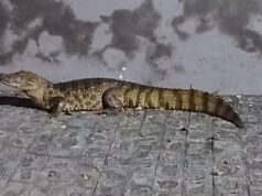 Jacaré é capturado após circular por ruas de Fagundes. Vídeo