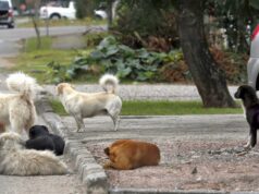 Idosa cai e sofre fratura no punho após ser atacada por cães em Patos
