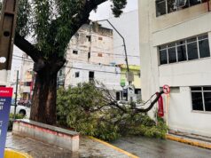 Secretaria Municipal de Meio Ambiente emite nota sobre situação de craibeira no centro de Patos