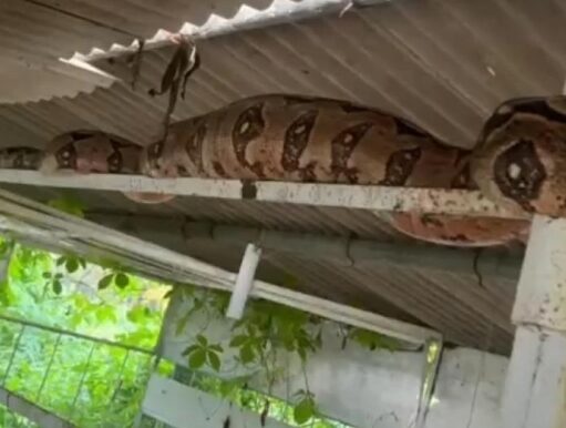Jiboia de 3 metros é encontrada em granja na zona rural de Itaporanga