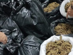 Mais de 300 kg de maconha são apreendidos em São João do Cariri