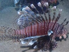 Mais de 50 peixes-leão são capturados no litoral da Paraíba, aponta Sudema; João Pessoa concentra maioria dos casos