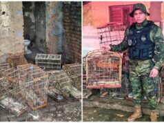 Ação do BPMA resulta na apreensão de 21 aves silvestres em Malta. Vídeo
