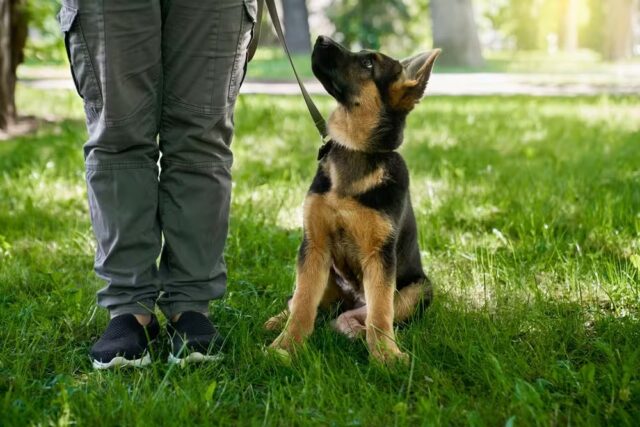 cachorrinho-sentado-perto-das-pernas-dono-no-parque-de-verao