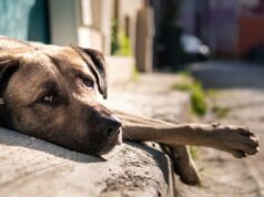 MPPB instaura procedimento para acompanhar situação de animais abandonados em Teixeira