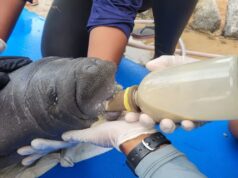 Filhote de peixe-boi-marinho é resgatado após encalhar em praia de Baía da Traição