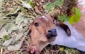 Bezerra nasce com duas cabeças em São José da Lagoa Tapada. Vídeo