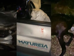 Veículo da Prefeitura de Matureia colide com animal entre Patos e São José do Bonfim; ninguém fica ferido