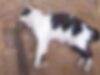 Suspeito de agiotagem, violência doméstica e matar gato a pauladas é preso em Piancó