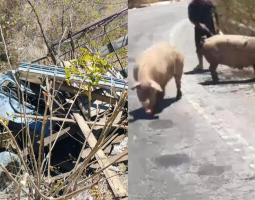Casal fica ferido após D-20 carregada com porcos capotar na Serra do Teixeira. Vídeo